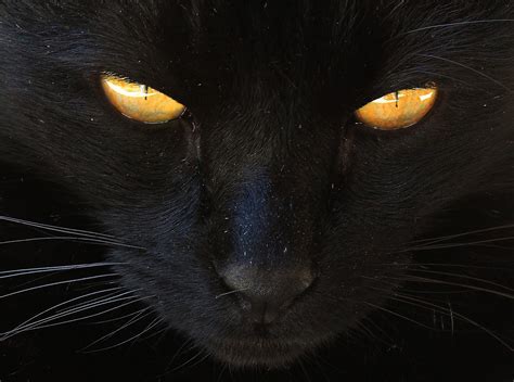 The Black Cat as a Symbol of Protection in Witchcraft